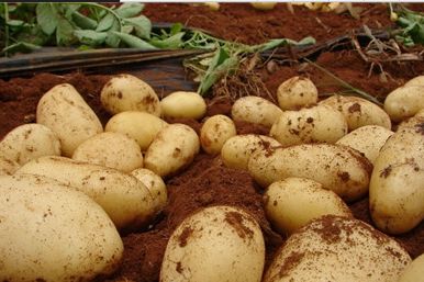中外專家齊聚“中國馬鈴薯之鄉” 共探薯業可持續發展