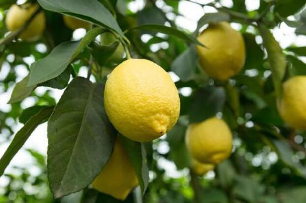 “中國檸檬之都”四川市安岳縣：酸“檸檬帶來”甜“日子