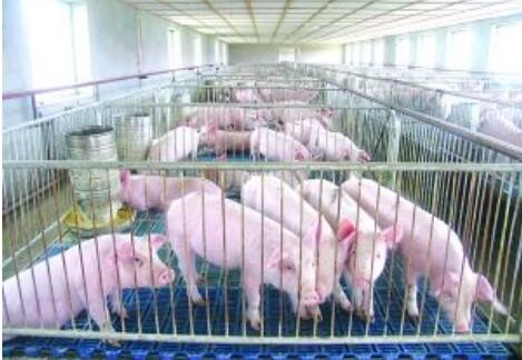 四川生豬規模養殖比重達62% 近三年提高近10個百分點