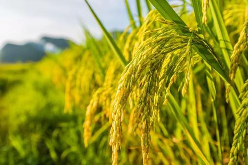 粵8個水稻品種列入全國推廣面積前十