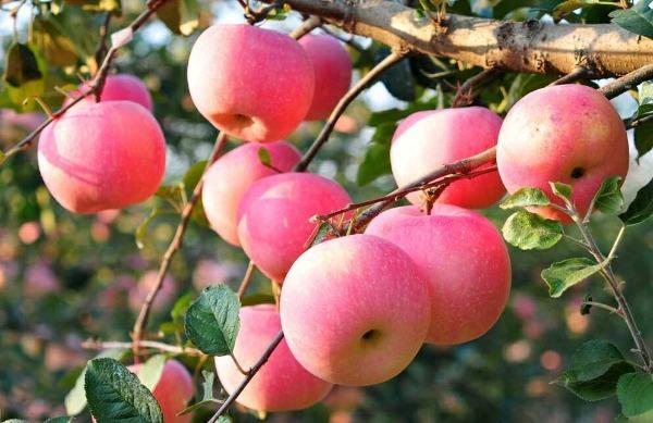 我國蘋果產業助力鄉村振興成效顯著
