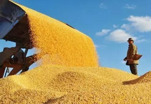 黑龍江公布2023年第一批最低收購價稻谷收儲庫點