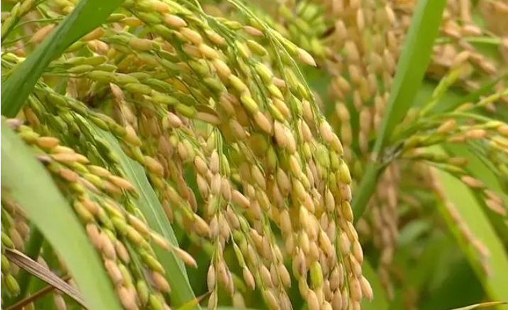 重慶中稻—再生稻示范片兩季畝產上千公斤 新技術4年推廣144萬畝
